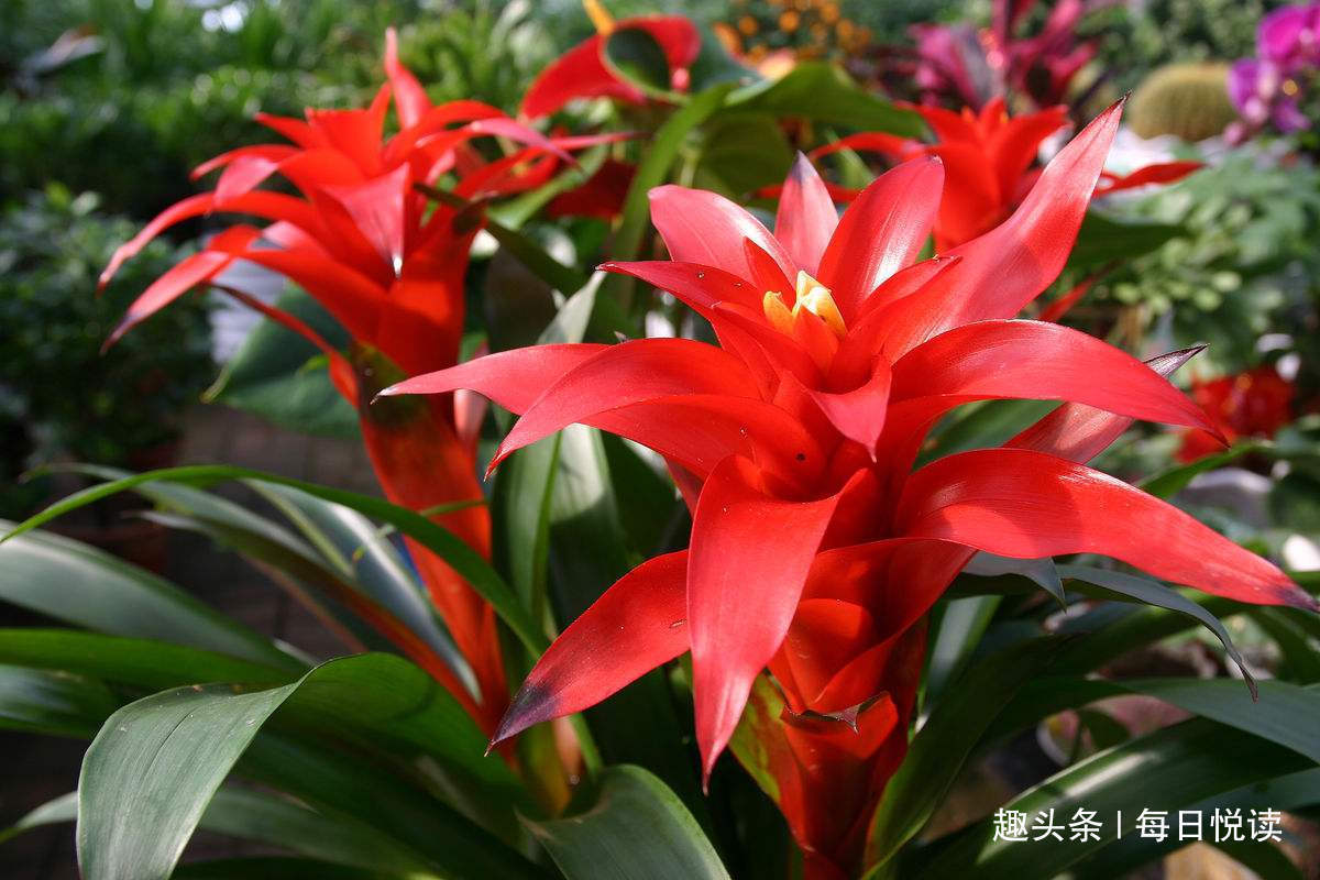 “5”种花，别随意乱送人！送人可能会送走自家“财神爷”！