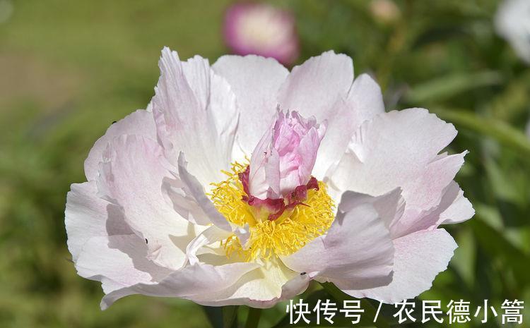 枝条|从8月21日开始,家养此款花卉,开花艳长势旺,花色柔美