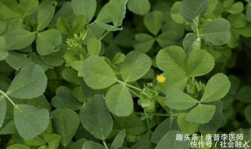  食物|好吃又养生的食物，坚持常吃，改善贫血，促进排毒，谁吃谁好