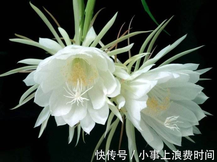 此花被称为“月下美人”,夜间开花,美成奇观,有机会要养一株