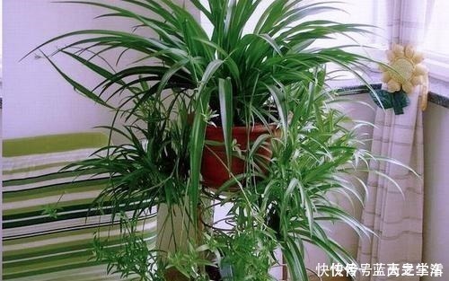 观赏性|吊兰扔了吧,养这4种“高颜值”的吊兰,咋看也看不够!