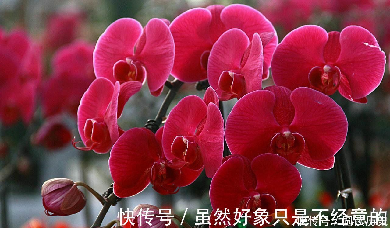 适合新手养的4种花 养护容易 价格低廉 香气浓郁 粉紫色 适合新手养的4种花 养护容易 价格低廉 香气浓郁 粉紫色