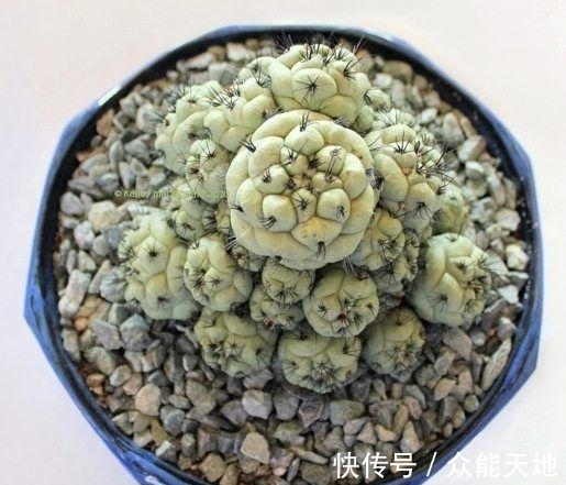 m帝王丸, 霸气的仙人球, 你想养一颗吗?