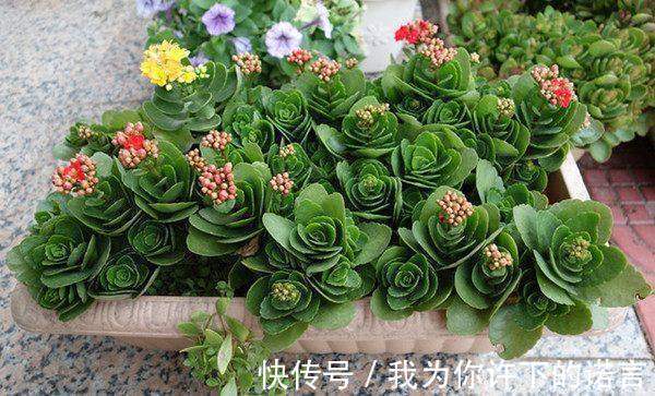 浇水|勤快的人,这5种花还是不要养了!它们只适合懒人养,一养就活!