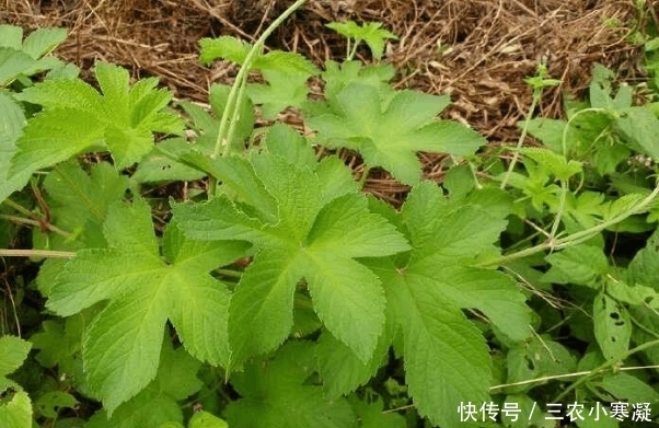 农民|农村常见的拉拉藤, 农民当它是害草, 见到就想砍, 殊不知它是草药