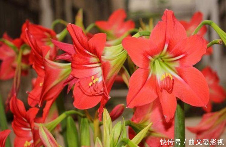 榆叶梅|家里阳台必养此款花卉，365天开花不断，花团锦簇，比牡丹还美