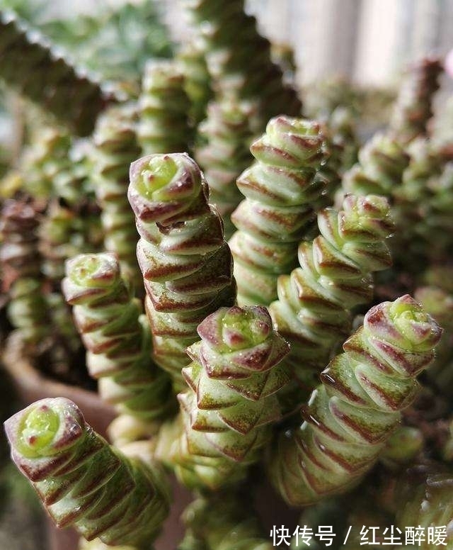 现在这个季节扦插多肉,只要温度合适,反而冬天长更快