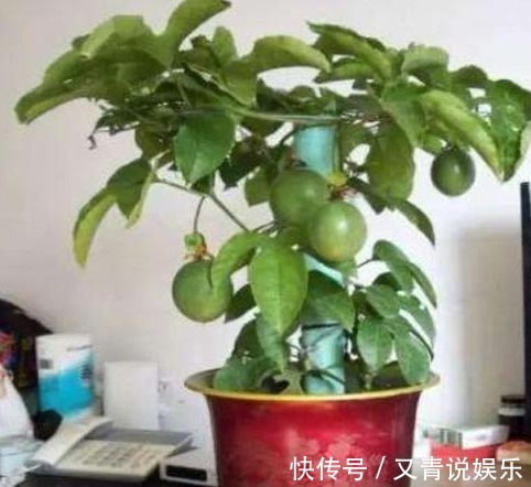 百香果|吃水果留“1勺子”，埋盆里，10天成盆栽，来年果子挂满树！