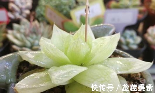 银波锦|办公室养多肉,盆栽这5款,不怕采光差、难看、一盆不剩!