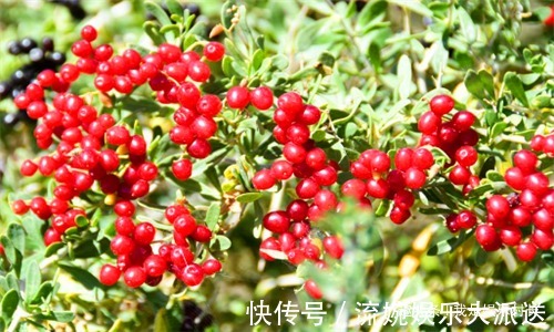 早衰|女性想要身体好，建议吃4种食物，缓解痛经，预防子宫早衰