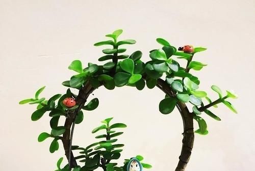 金枝玉叶是马齿苋吗？怎么样施肥和浇水，才能让她真正成为金枝玉叶呢？