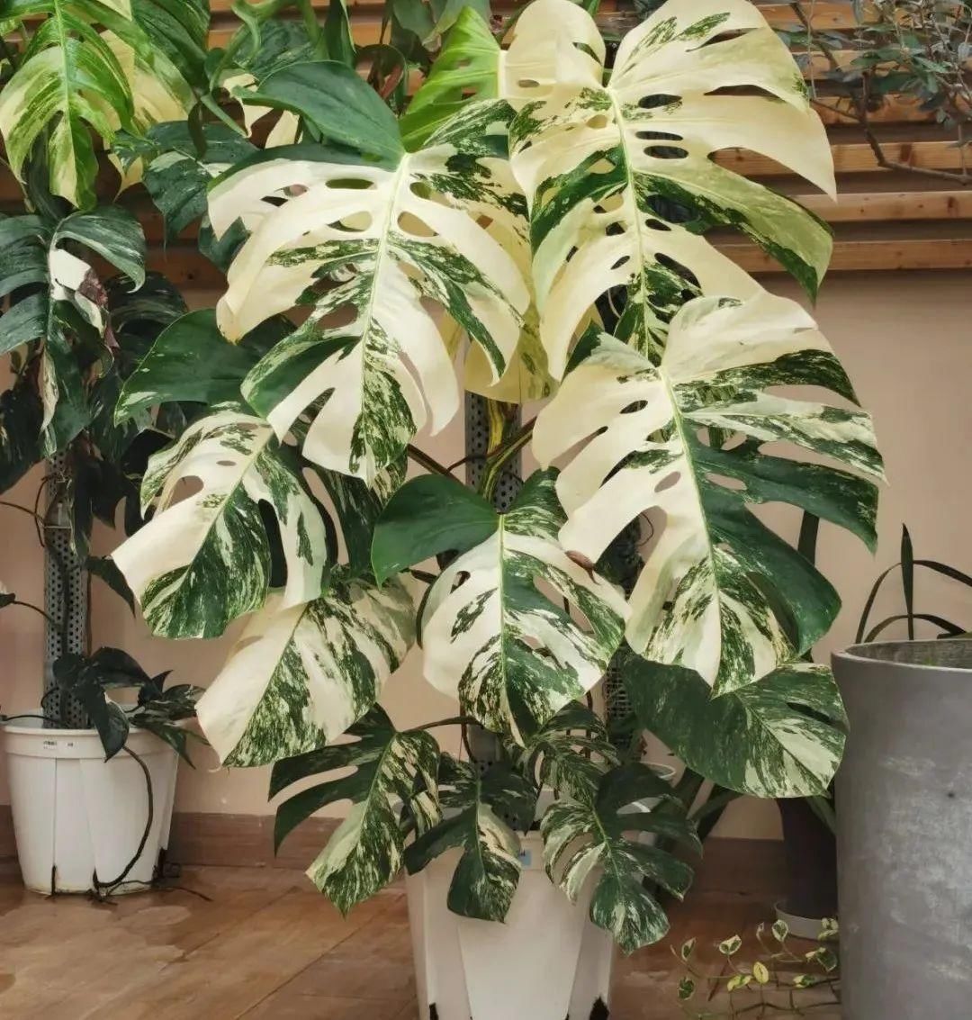 人养花,花也养人,家里养这10种花,越养越健康