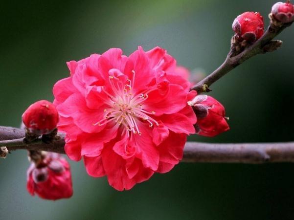 养盆“红叶碧桃”,入夏喝点“冰饮料”,花芽钻、花开一盆盆