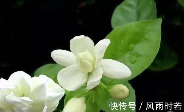 薰衣草|卧室有一盆这样的绿植，再也不担心失眠了