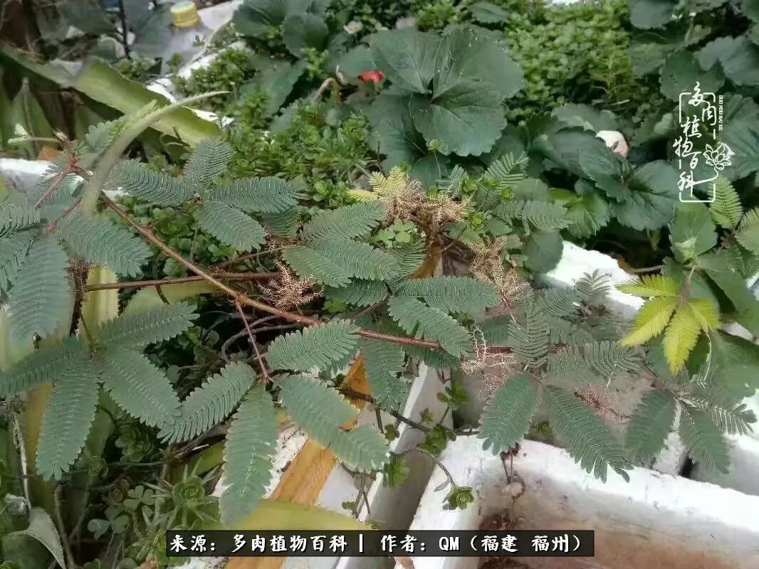 寒山转苍翠,秋水日潺湲——多肉未央,睹物思人!