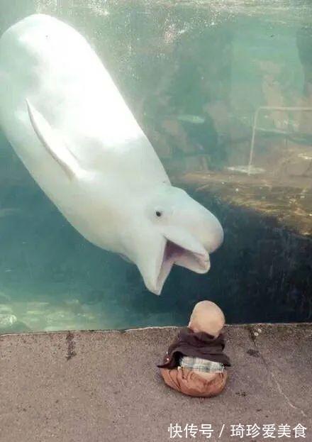 小男孩|白鲸张开“血盆大口”吓哭孩子,专业抢镜20年,一看就不正经