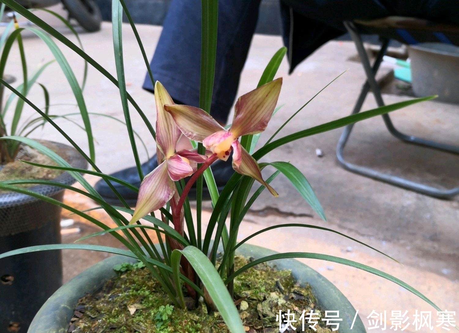 山上收集的腐烂松树皮可以用来养兰花吗?怎么使用兰花长势好