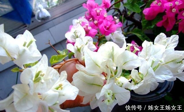 枝繁叶茂|磷酸二氢钾，喷叶子好还是灌根好看一眼就能明白，别弄错了！