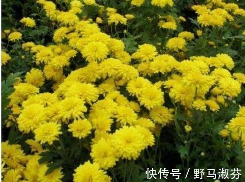 失眠|失眠最怕这菜,睡眠不好的人要多吃,安神助眠,安睡到天亮