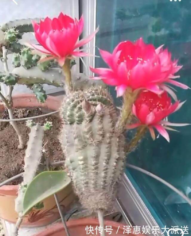 牙签插个洞,仙人球串一串,插到仙人掌上,串串开花挡不住