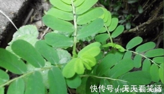 尿路感染|人称“阴阳草”，如今不多见，看到是福气，别拔，拔1棵少1棵