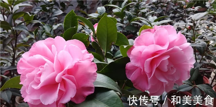 土壤|错用这几种土种茶花,难怪茶花老长不好,黄叶不开花!