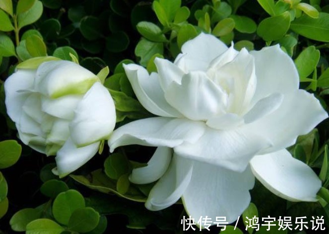 开花植物没香味关键原因有2点，给它做充足，只要开花满屋飘香