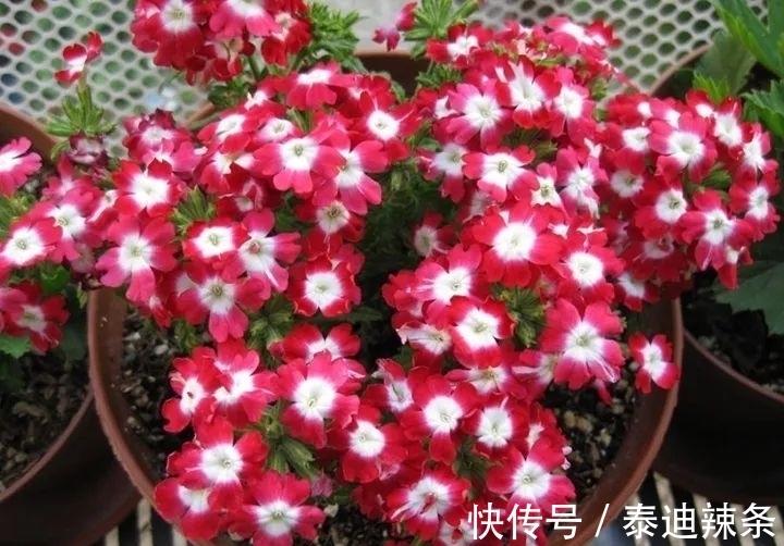 防盗窗养这5盆花,开花多、花期长,邻居看了都眼红