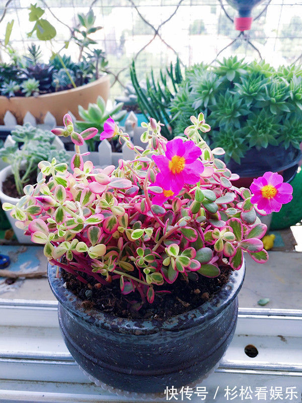 多年生|秋冬养此款植物，随便养一盆，清新悦目，花姿潇洒，寒冬也有花赏