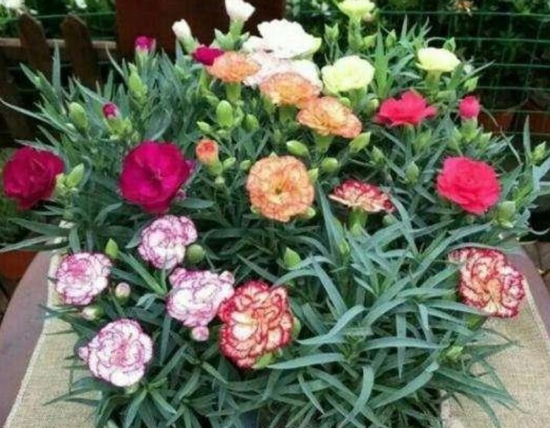 最受欢迎的4种花,阳台开出花海,妖艳妖娆,层层交叠,烂漫迷人