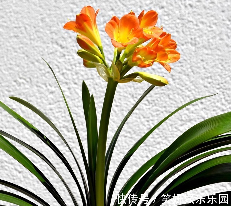 “春不出，夏不晒，秋不干，冬不湿”，君子兰的四季莳养