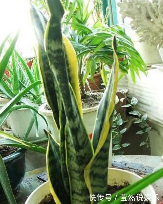 虎皮兰|张先生“别的花”不养，只养此“4种”，难怪他家“越过越好”！