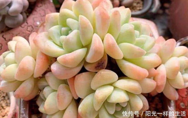 君君|养多肉,只会浇水叶片干瘪,没光泽,教你30天变成“小胖墩”