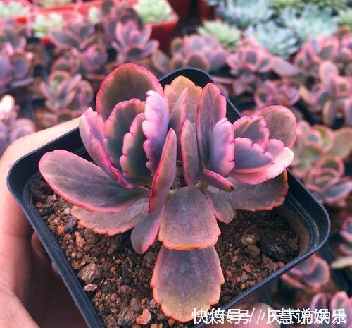 杂交品种|20款高贵梦幻紫色多肉，养一盆“紫气东来”，总有一款是你喜欢的