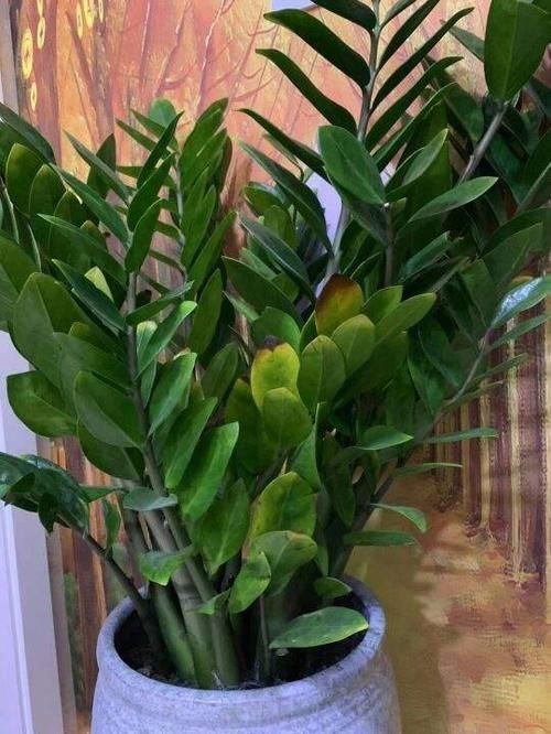 想让金钱树永远不黄叶,现在立马做好这些事,叶子油嫩宽厚真喜人