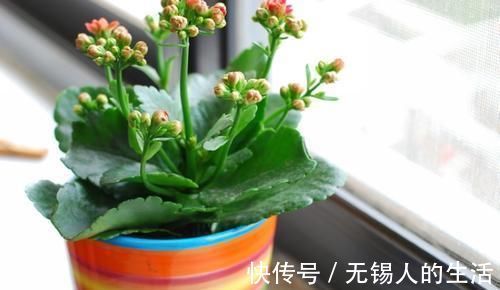 到了冬季就盆栽这7样花卉，耐寒能力强，开花美丽又喜庆