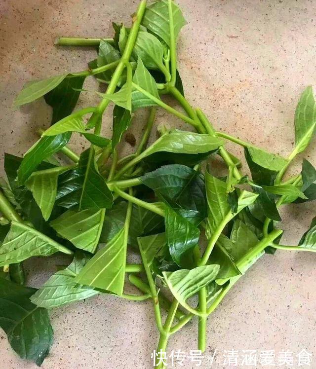 垃圾桶中容易“捡到”的3种花，1分钱不花，养出几十盆，花开爆盆