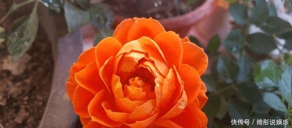 啤酒|别再用过期的啤酒浇月季了,浇1盆死1盆