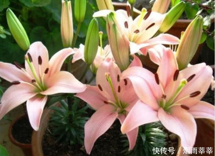 4种花养在家里,养在哪里都爆盆,颜值超高美极了