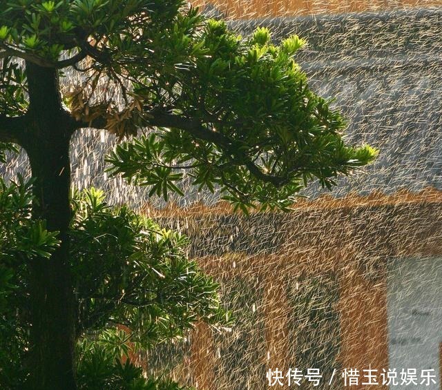 院子|有院子就种4种树,老祖宗留下的“顺口溜”,不是没有道理