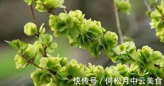 江南人|60种常见野菜，高清大图，收集全了真不容易！