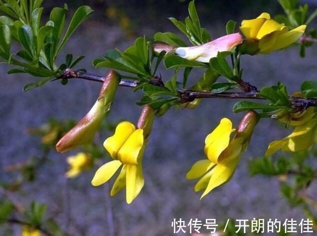 土壤|被当废柴的金雀花,埋在土里,开花如鸟雀