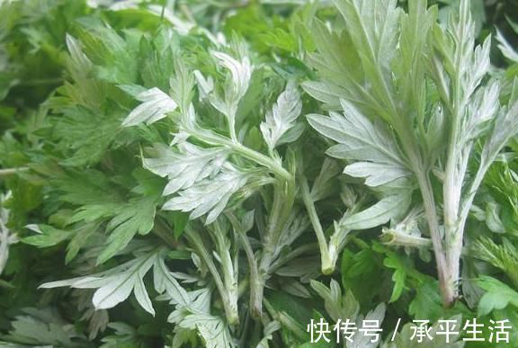 艾草|农村一种野草气味独特，做成枕头安眠助睡，被称女性的“保护草”