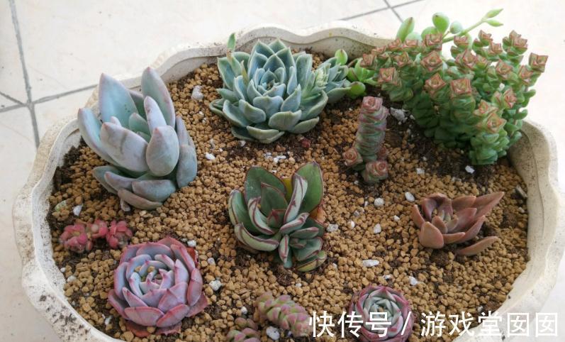 冬天买多肉,虽然价钱便宜,但不注意这些,却难服盆、易伤亡