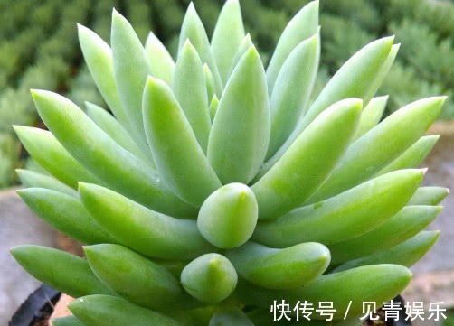 多肉千佛手怎么养更艳丽教你3个小妙招,养出最旺盛的千佛手