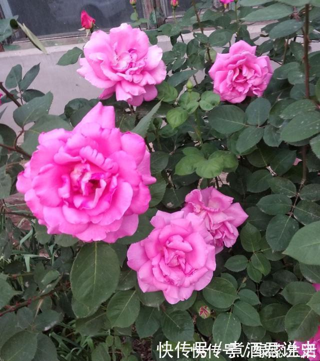 长寿花|扦插最佳时期到了,有这花赶紧插,沾土就能活!