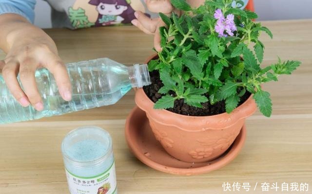 别再稀里糊涂养花了,这些基础常识,很重要!