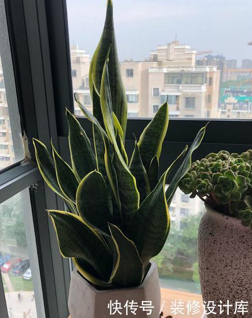 地暖|冬季降温后,虎皮兰入室有“三怕”,避免才能安稳过冬天!