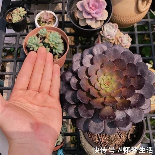 多肉盛夏“浇水经”1分钟学会,度夏不用愁,高温亦无忧