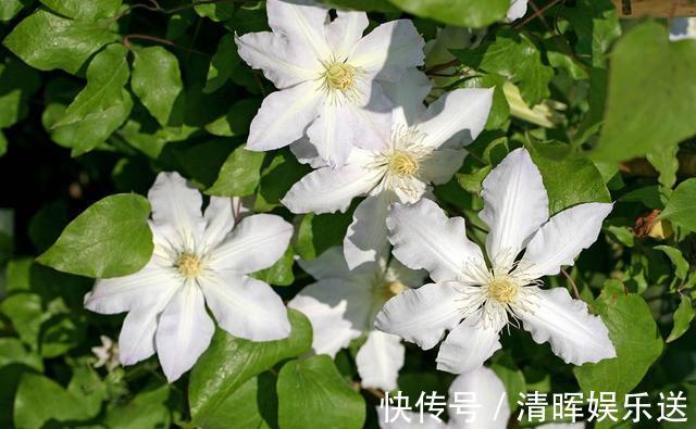 浇水|盆栽铁线莲开花了,花期养护注意几点,开花多花色艳还能延长花期